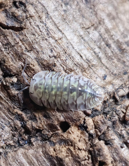 Troglodillo Rotondatus isopod