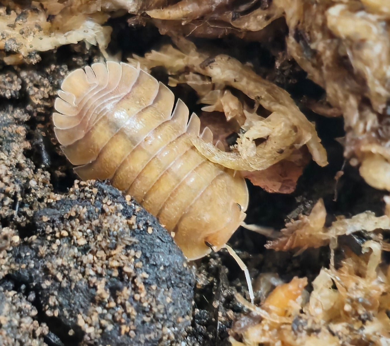 Troglodillo orange sunset isopod