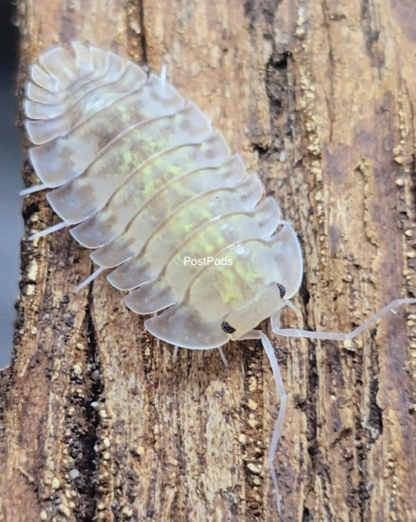 Troglodillo camouflage isopod