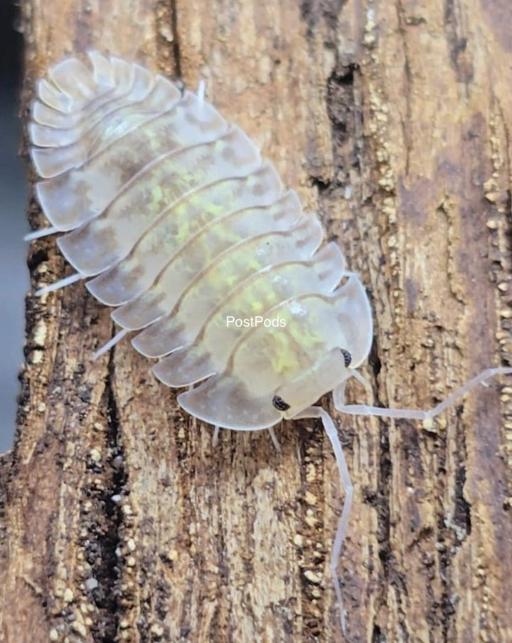 Troglodillo camouflage isopod