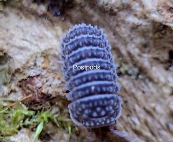 tuberculatus isopod