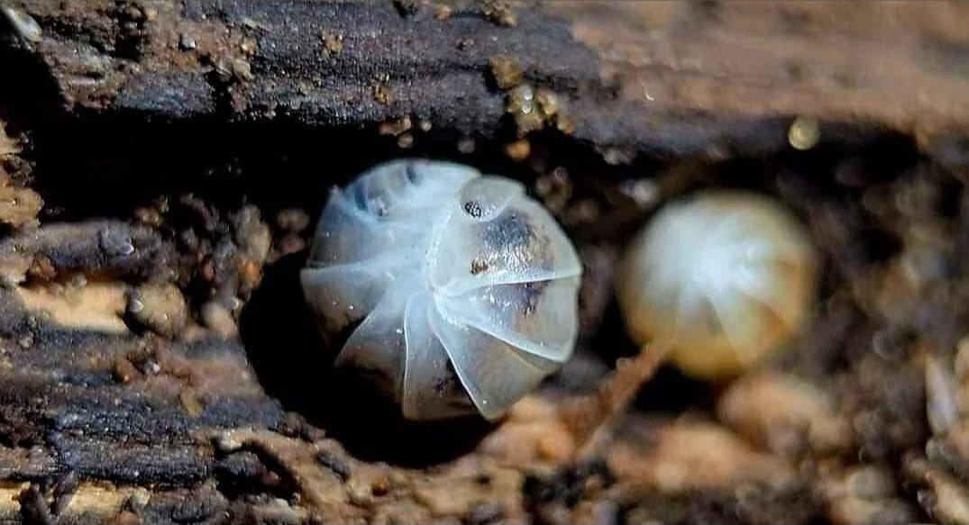 Venezillo parvus Dalmatian Isopod