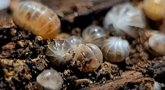 Venezillo Parvis 'Dalmation' Isopods