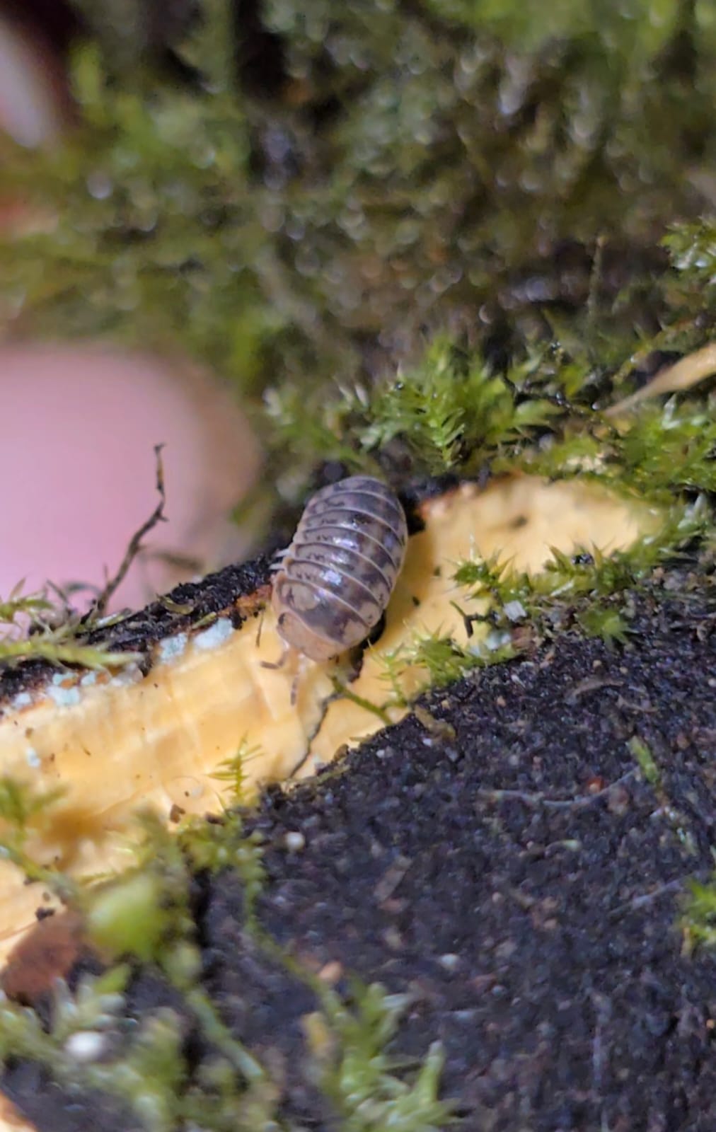 Venezillo parvus Isopod