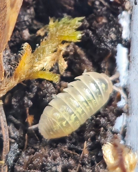 T+ albino isopod