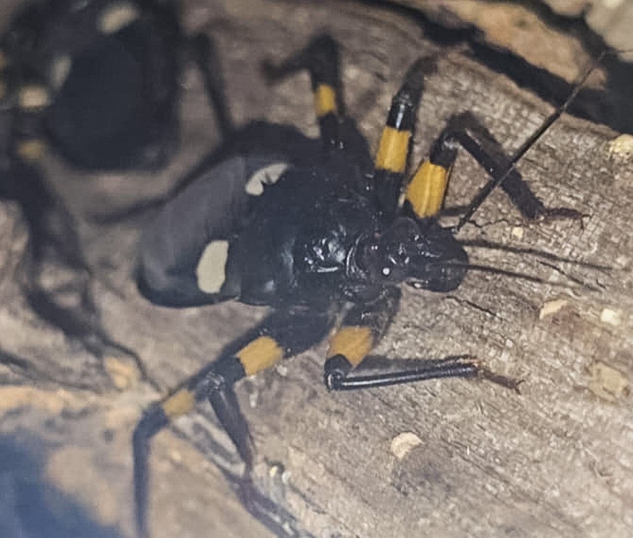 White Spotted Assassin Bug (Platsmeris Biguttatus)