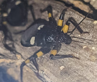 White Spotted Assassin Bug (Platsmeris Biguttatus)