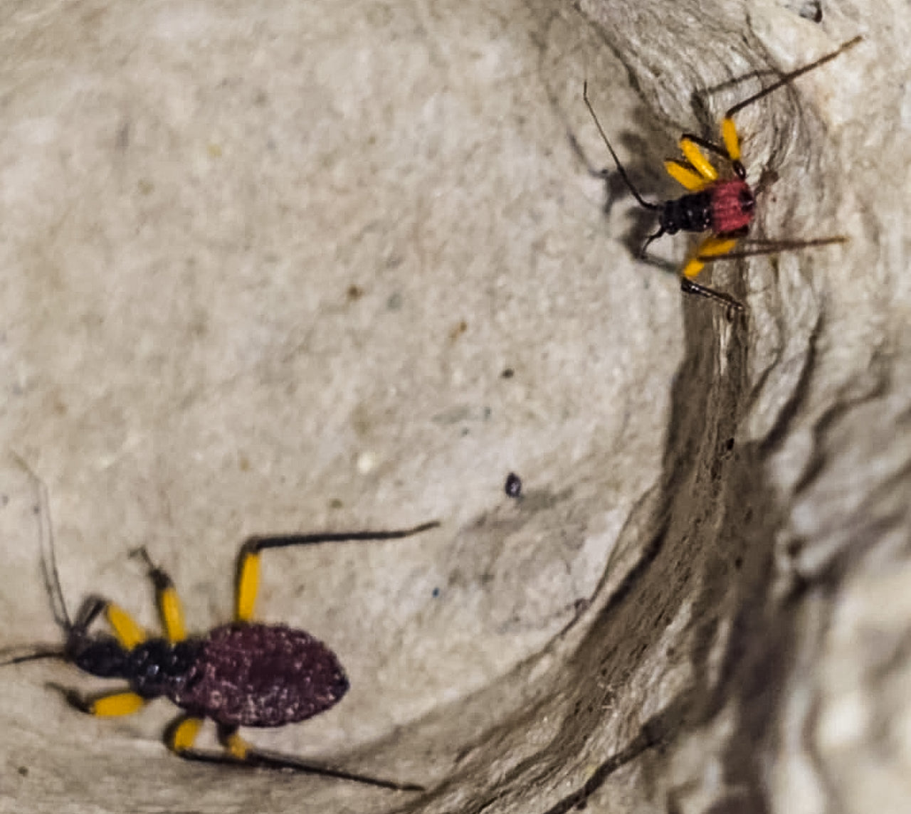 White Spotted Assassin Bug (Platsmeris Biguttatus)