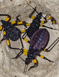 White Spotted Assassin Bug (Platsmeris Biguttatus)
