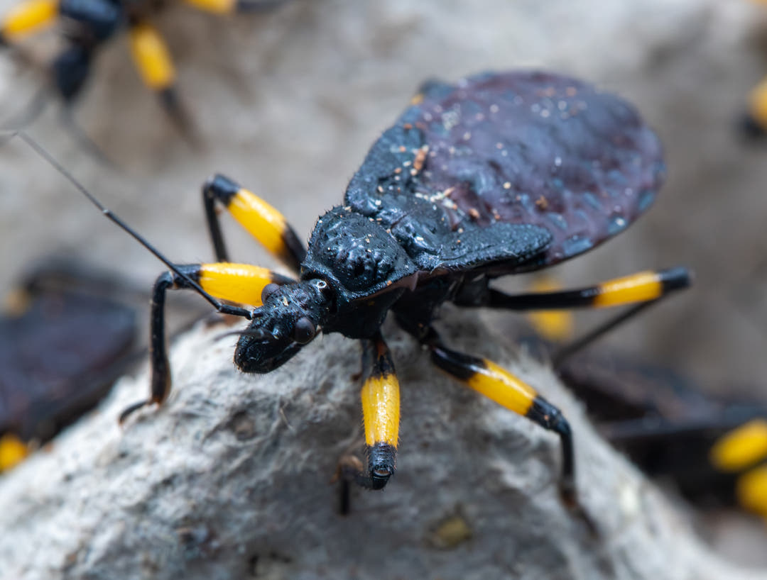 Platymeris biguttatus