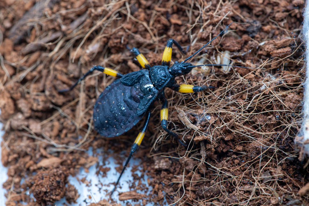 beetle shaped body but with longer wider legs that are orange and lack