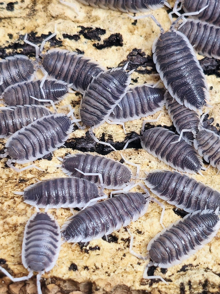 White antenna isopods
