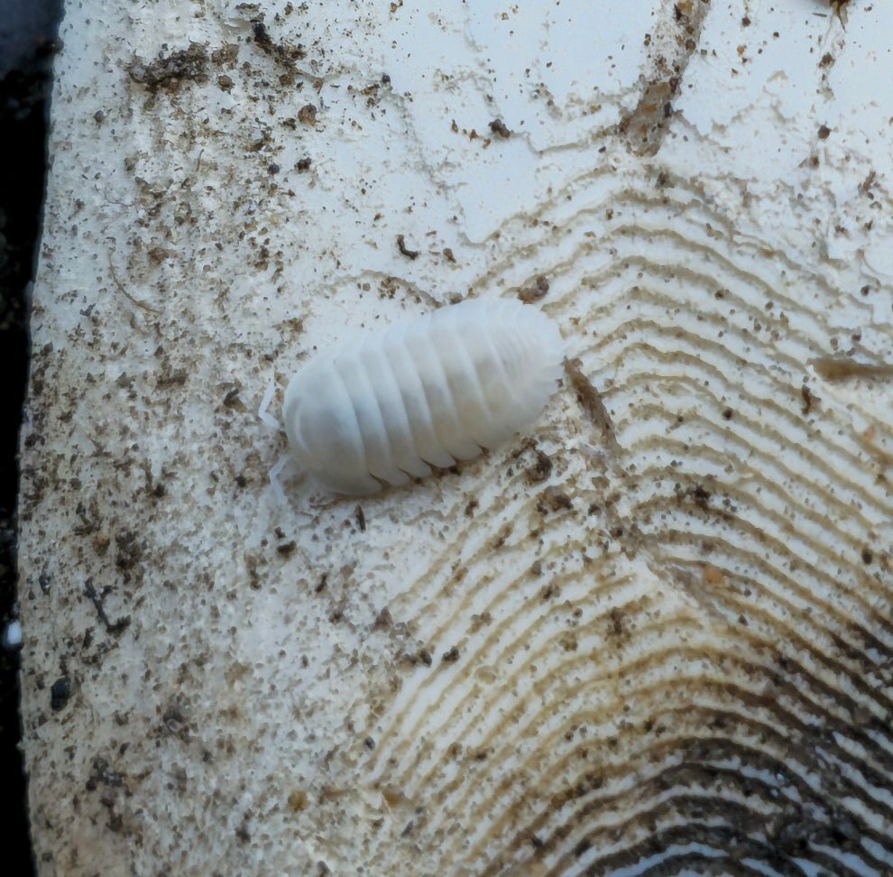White isopod for sale