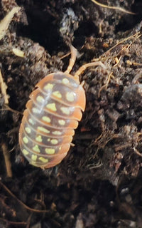 Yellow Fellow Isopod