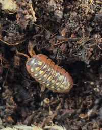 Klugii isopod with lots of high yellow spots on it