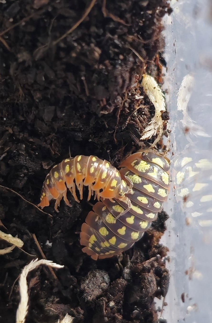 Yellow Fellow Isopods (Armadillidium Klugii)