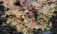 Yellow springtails (albino) Ceratophysella Sp