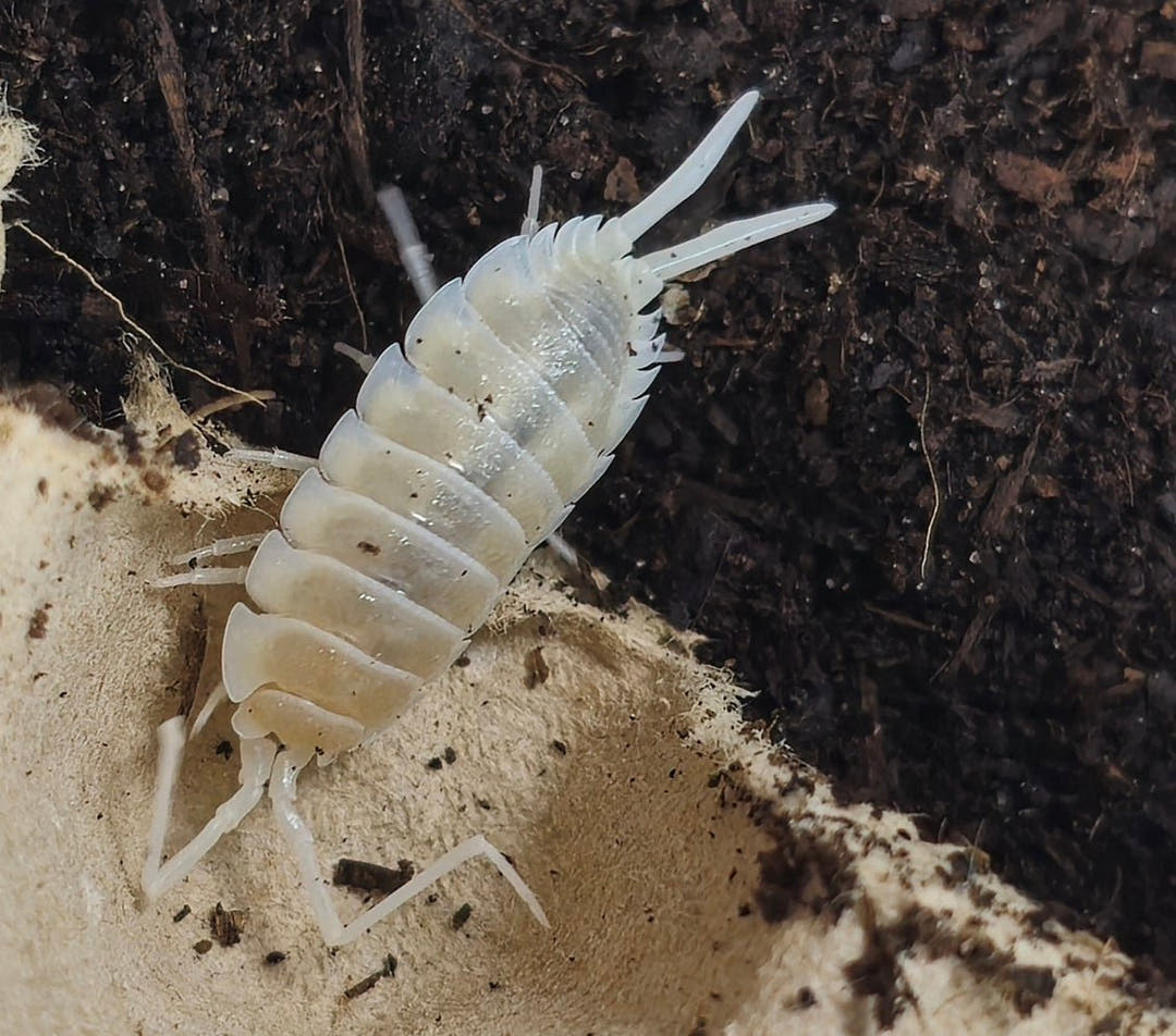 Yeti isopod for sale