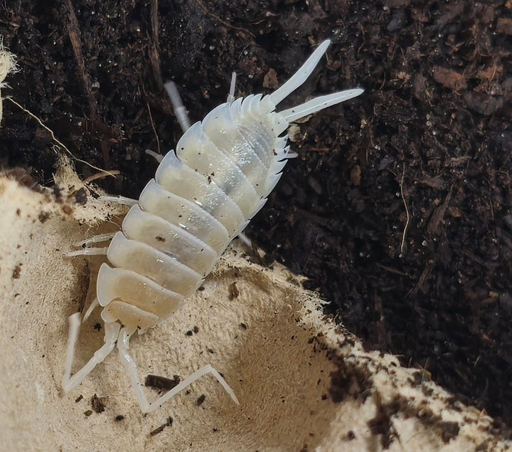Yeti isopod for sale