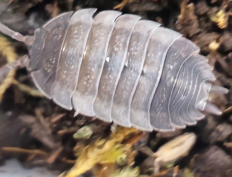 ying yang isopods