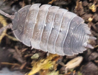 ying yang isopods