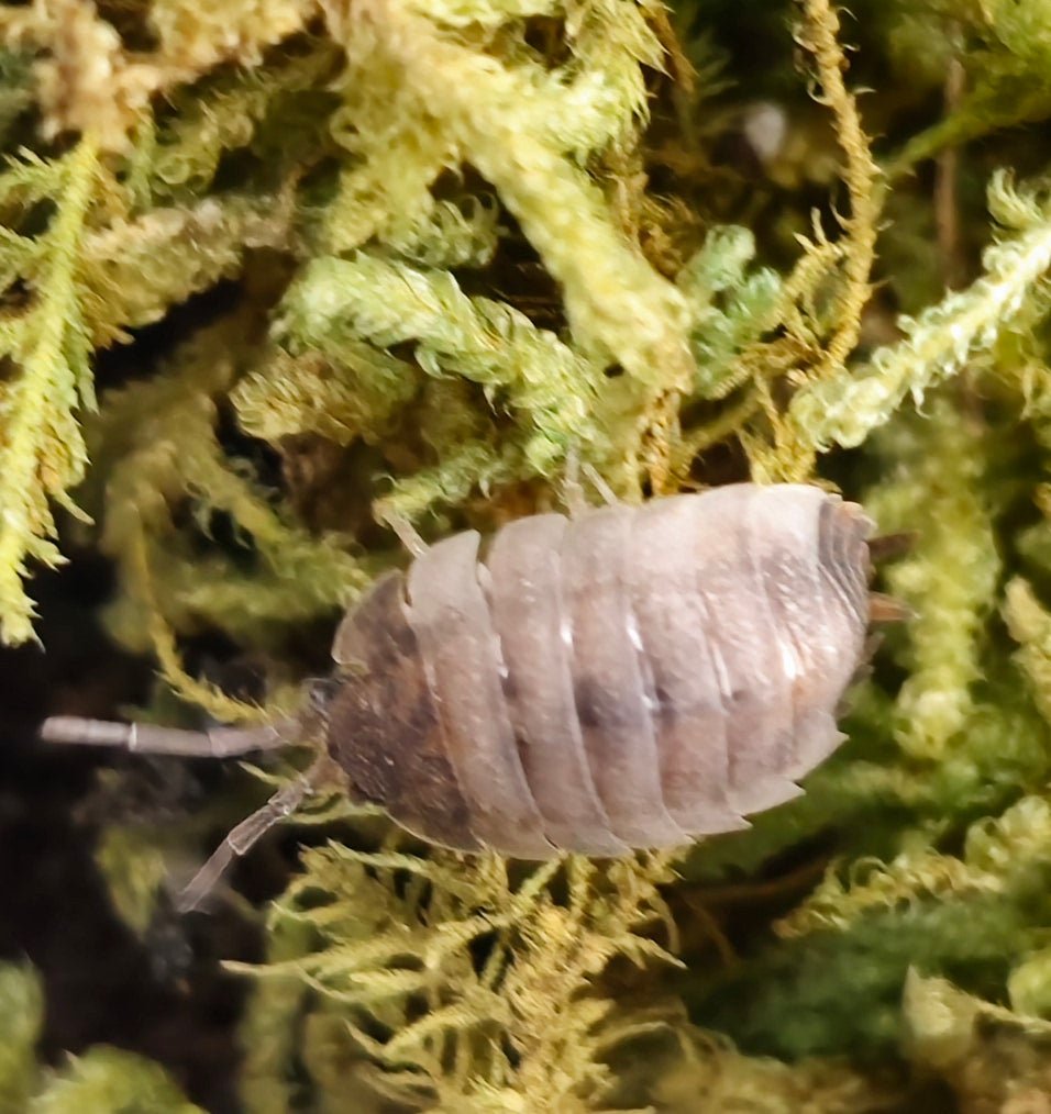 porcellio scaber isopods for sale