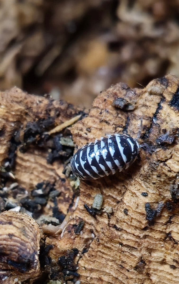 Zebra isopod for sale