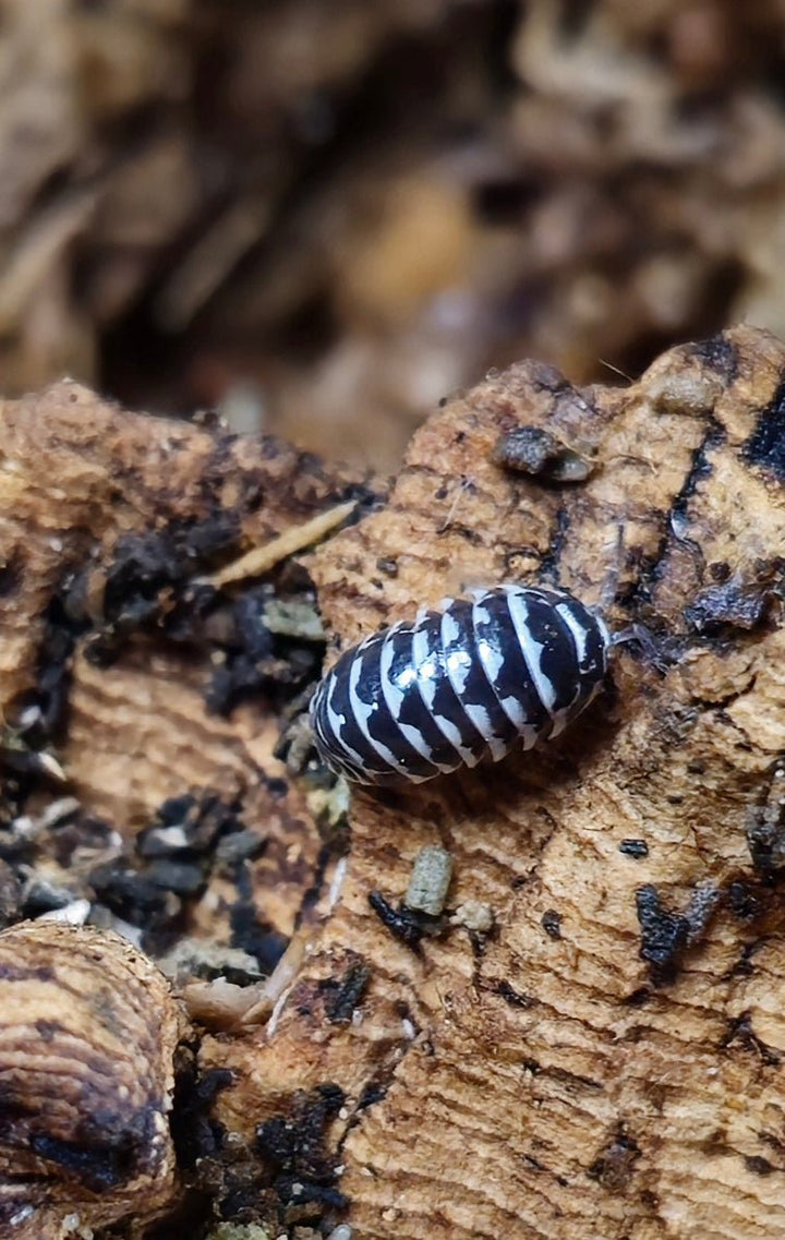 Zebra isopod for sale