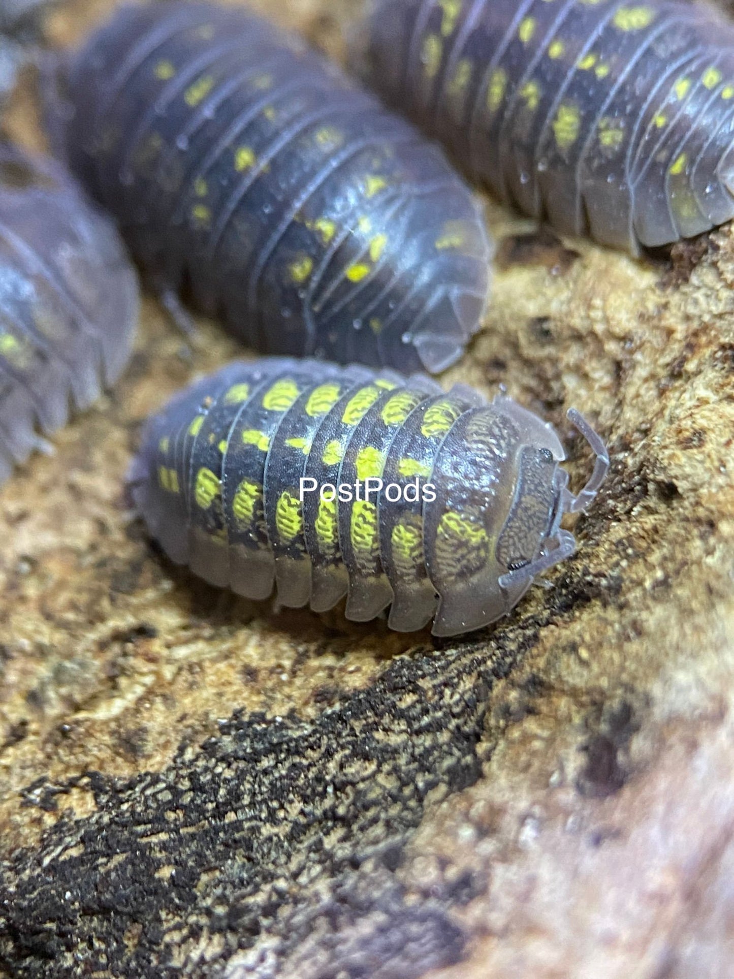 A. granulatum isopods