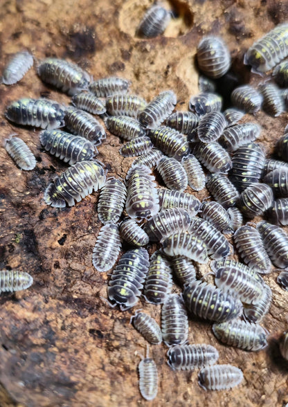 a. ruffoi isopods for sale