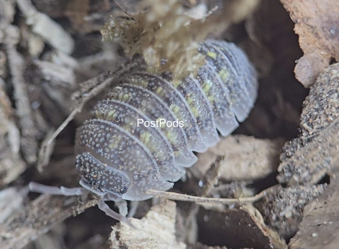 a . beieri isopod