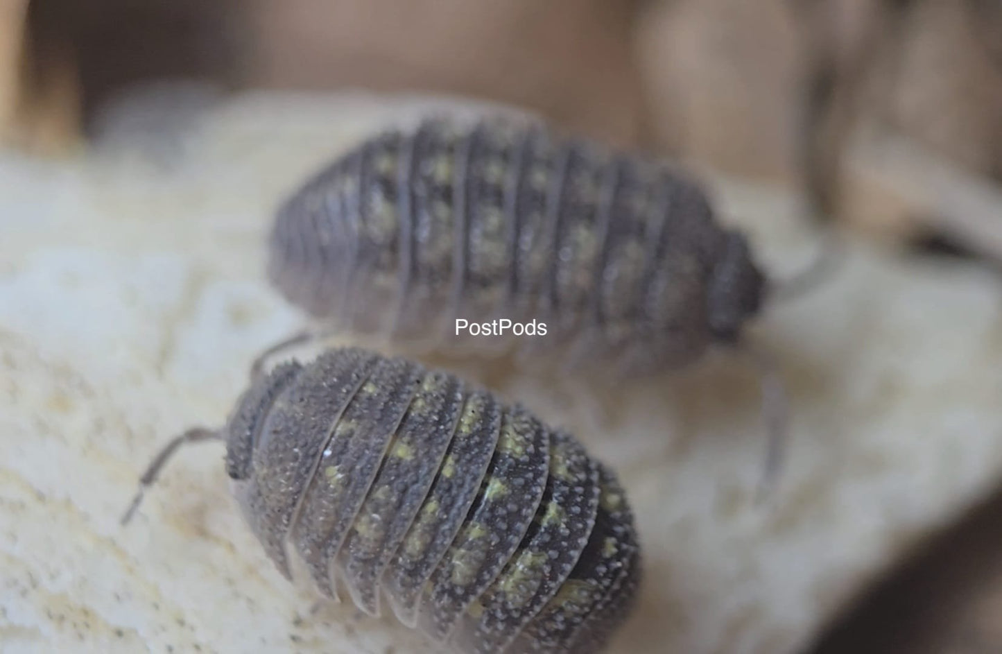 A. Beieri isopods