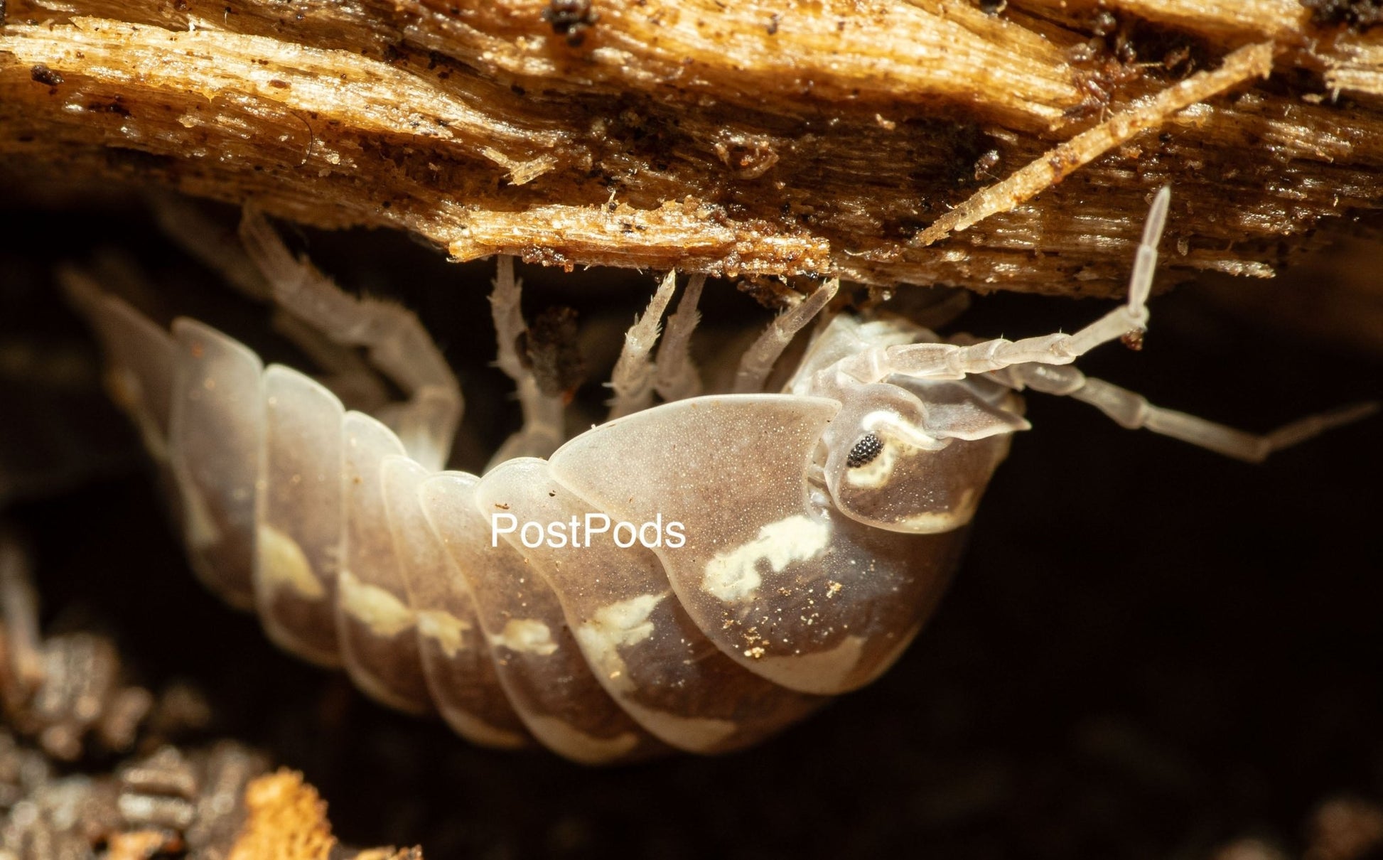 a.gestroi zinger isopod