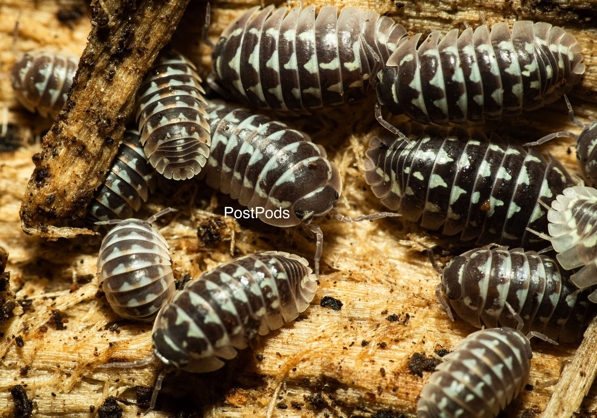 a. gestroi zinger isopods