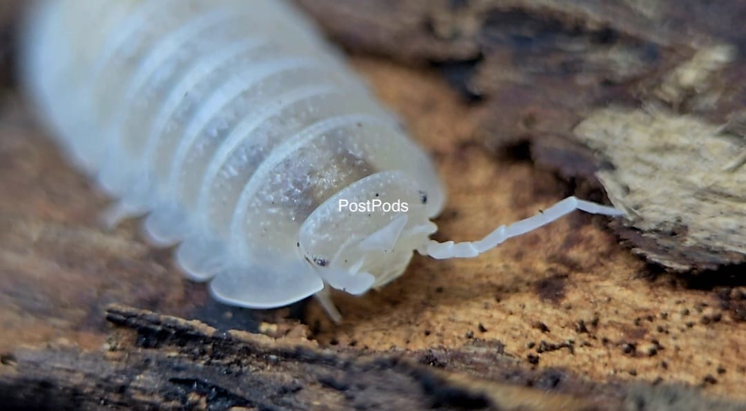 white pearl isopod