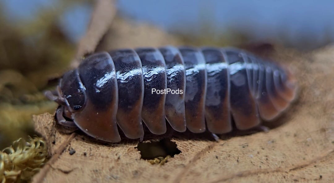 klugii skeleton isopod