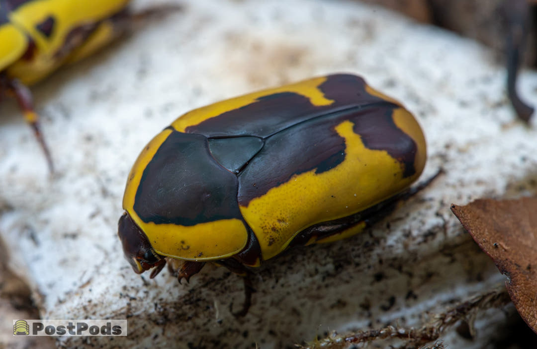 An African Fruit Beetle from a high side angle on a chalky white surface, dark maroon and yellow back towards us, another blurred behind.