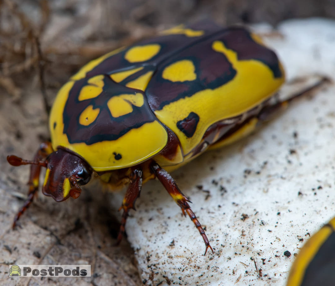 An African Fruit Beetle angled towards the camera on a chalky white surface, bright yellow wing cases marked with dark maroon.