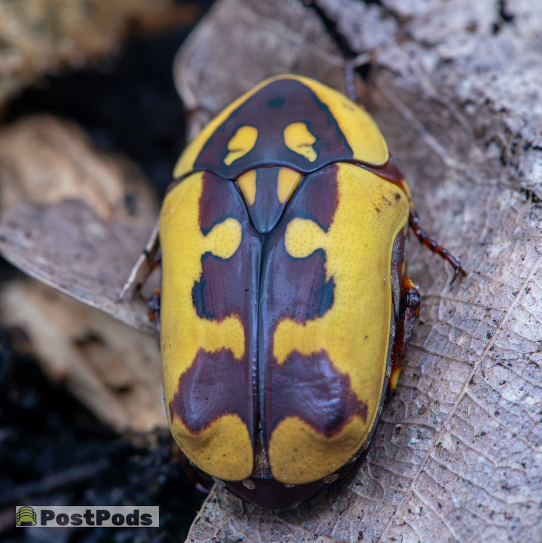 An African Fruit Beetle seen from above on a dry brown leaf, yellow wing cases and pronotum patterned with dark maroon.