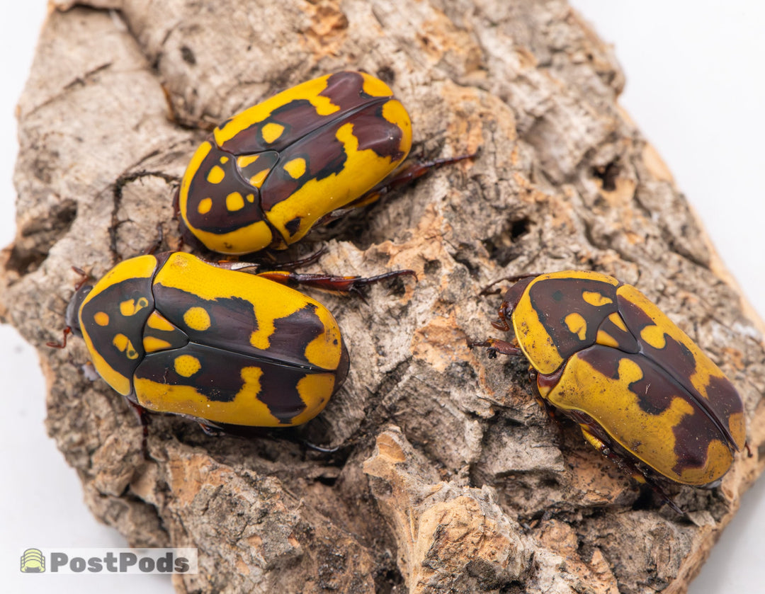 African Fruit Beetle (Pachnoda fissipunctum)