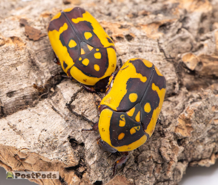 African Fruit Beetle (Pachnoda fissipunctum)