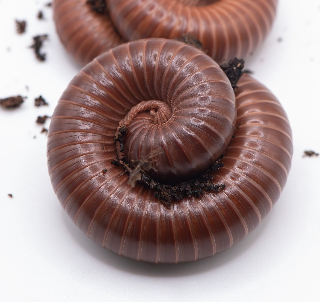 African Giant Chocolate millipede dark