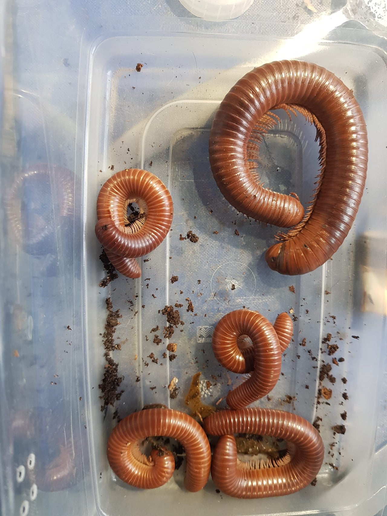 African Giant Chocolate millipede (Ophistreptus Guineensis)