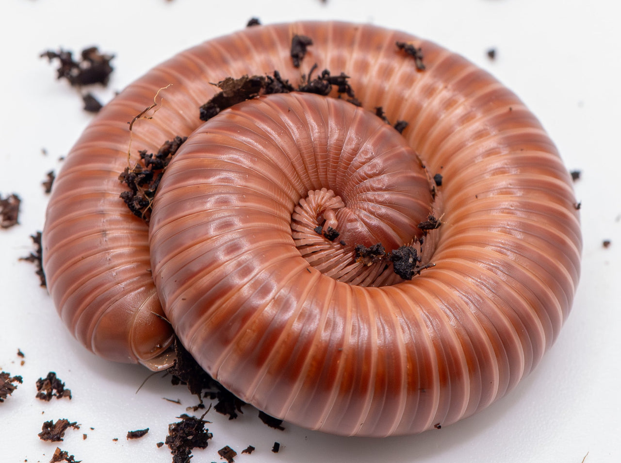 African Giant Chocolate millipede