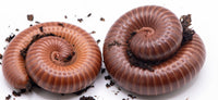 African Giant Chocolate millipedes