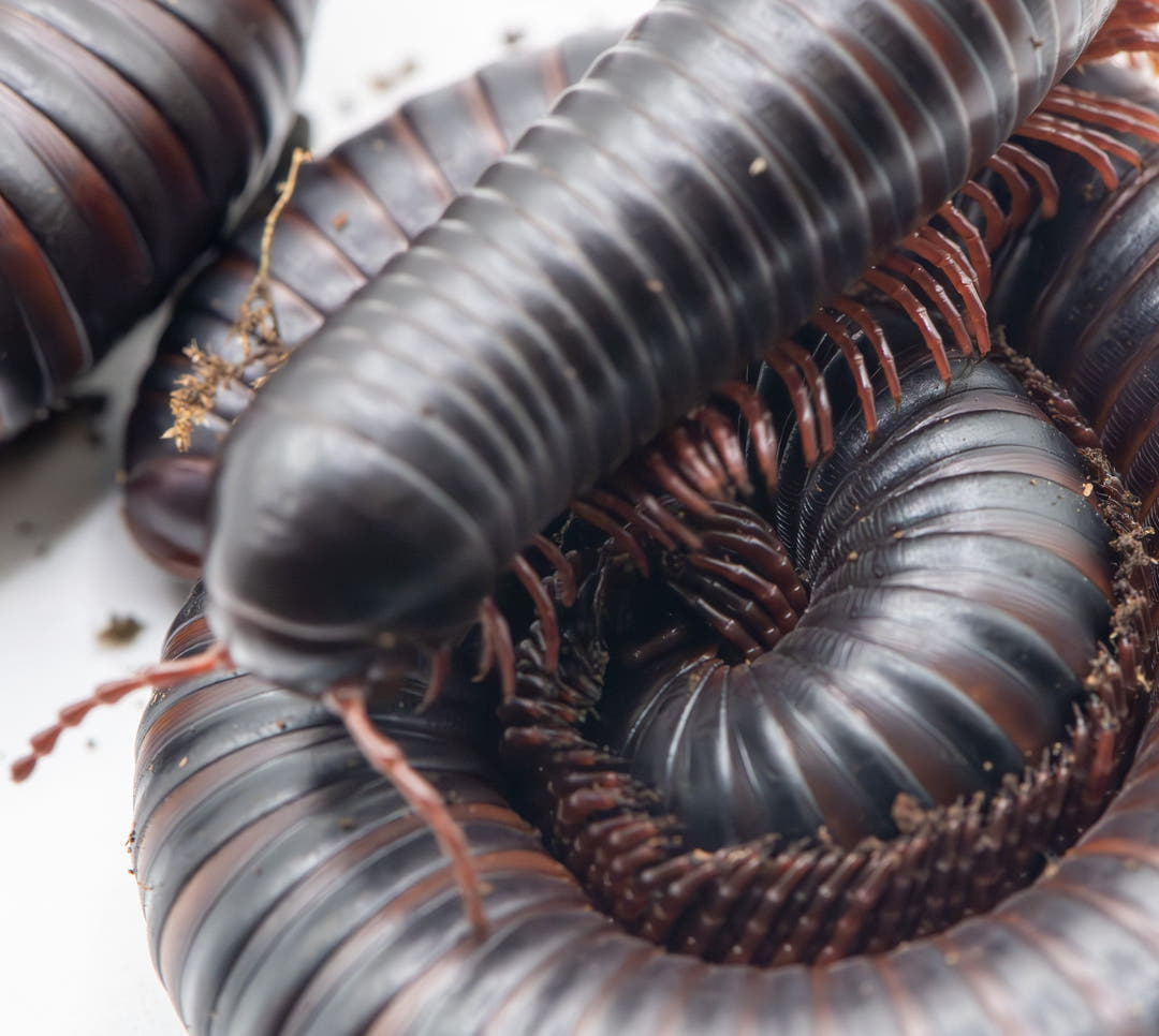 african giant millipedes ontop of another