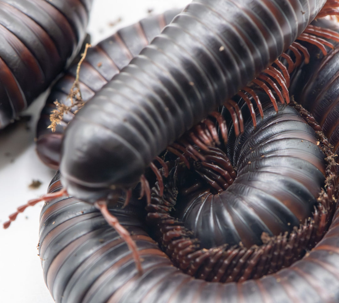 african giant millipedes ontop of another