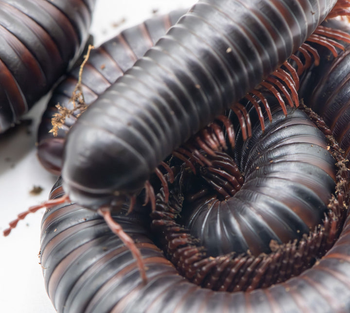 african giant millipedes ontop of another
