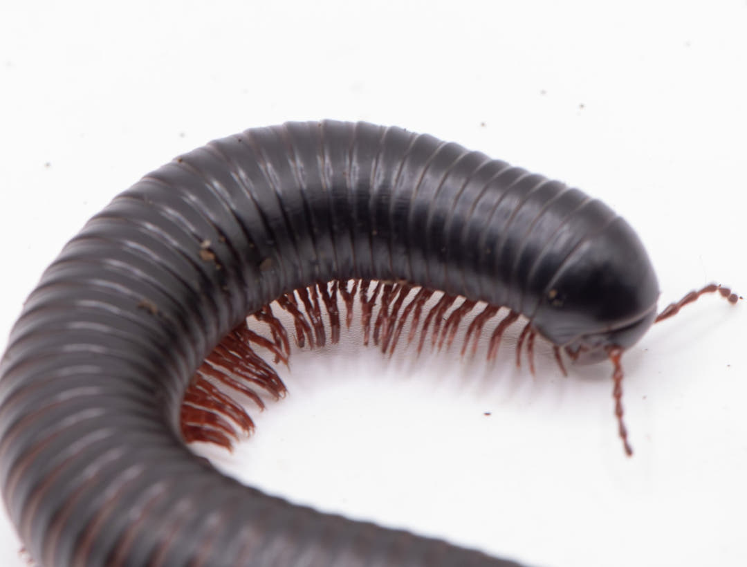 giant chocolatey banded in a C shape with marroon specled legs