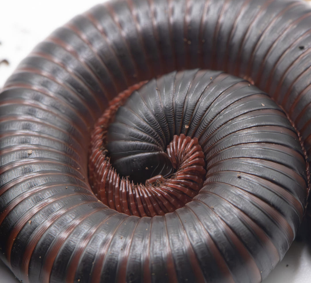 giant chocolatey banded isopod curled up with marroon specled legs